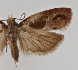  Male. © Loren Jones. Image used with permission.
